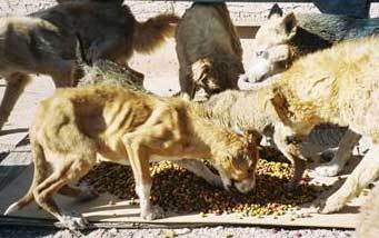 Animal hoarding