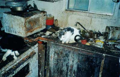 Animal hoarding