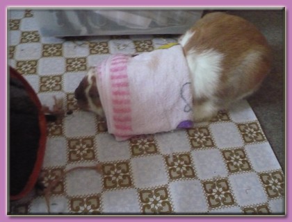 Kr�lik miniaturka