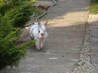 Alexis