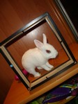 Alvin