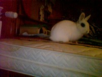 Alvin