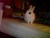 Alvin