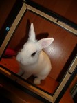 Alvin