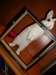 Alvin