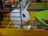 Alvin