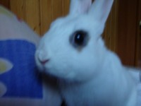Alvin