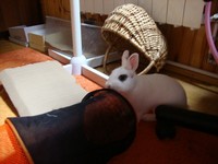 Alvin
