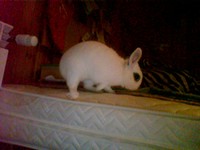Alvin