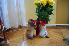 Galeria Bambi