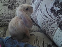 Galeria Bambi