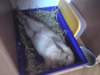 Galeria Bambi