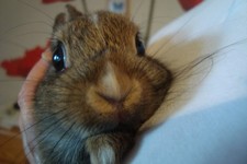Beti