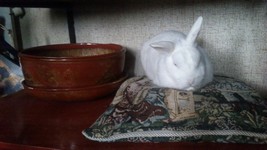 Kr�lik miniaturka