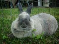 Daisy