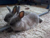 Daisy