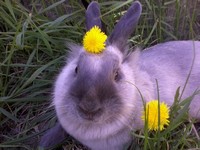 Daisy