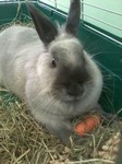 Daisy