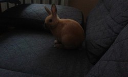 Kr�lik miniaturka