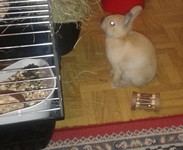 Kr�lik miniaturka