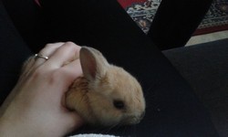 Kr�lik miniaturka