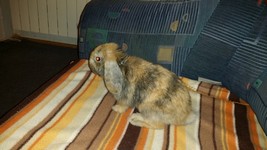Kr�lik miniaturka