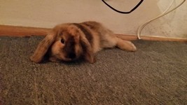 Kr�lik miniaturka