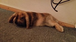Kr�lik miniaturka