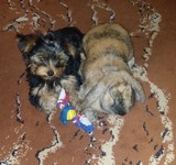 Kr�lik miniaturka
