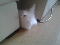 Gustaw