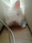 Gustaw