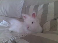 Gustaw