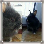 Kr�lik miniaturka