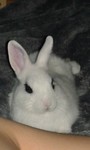 Kr�lik miniaturka