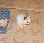 Kr�lik miniaturka