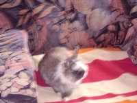 �atka