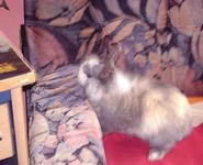 �atka