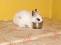 Kr�lik miniaturka