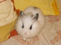 Kr�lik miniaturka