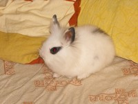 Kr�lik miniaturka