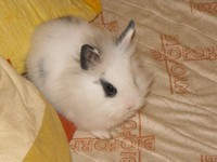 Kr�lik miniaturka