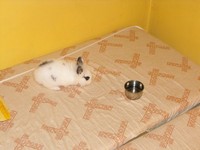 Kr�lik miniaturka