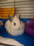 Kr�lik miniaturka