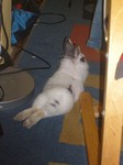 Kr�lik miniaturka
