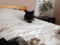 Kr�lik miniaturka