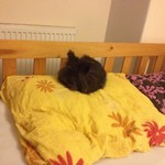 Kr�lik miniaturka