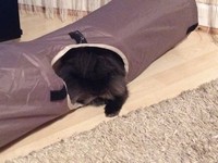 Kr�lik miniaturka