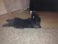 Kr�lik miniaturka