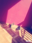 Kr�lik miniaturka