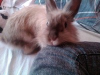 Kr�lik miniaturka
